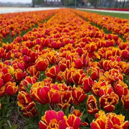 In The Netherlands Near Delft * 's-Gravenzande